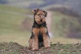 WELSH TERRIER 133